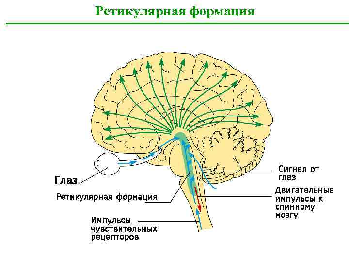 Ретикулярная формация фото