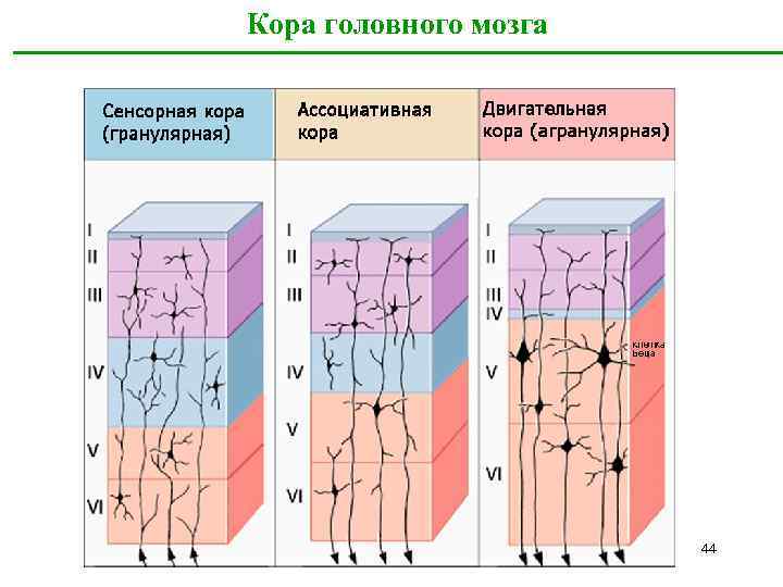 Кора больших полушарий головного мозга рисунок гистология