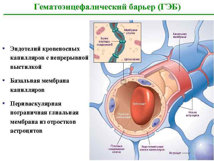 Гематоэнцефалический барьер рисунок