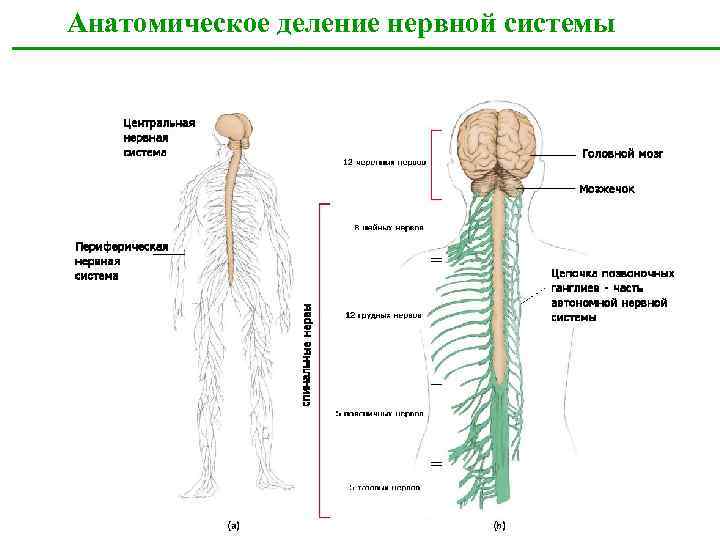 Нервная система схема. Схема анатомической организации нервной системы. Анатомическое деление нервной. ЦНС деление. Деление нервной системы на отделы анатомия.