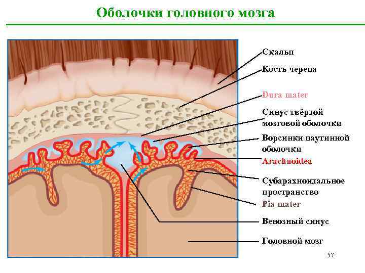 Паутинная оболочка. Паутинная оболочка головного мозга. Оболочки головного мозга твердая паутинная и мягкая. Паутинная мозговая оболочка гистология. Паутинная оболочка головного мозга препарат.