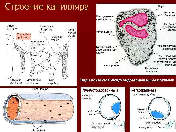 Строение капилляра Виды контактов между эндотелиальными клетками Фенестрированный непрерывный 