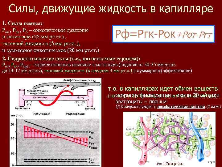Силы, движущие жидкость в капилляре 1. Силы осмоса: Рок , Рот , Ро –