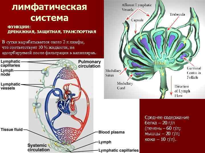 лимфатическая система ФУНКЦИИ: ДРЕНАЖНАЯ, ЗАЩИТНАЯ, ТРАНСПОРТНАЯ В сутки вырабатывается около 2 л лимфы, что