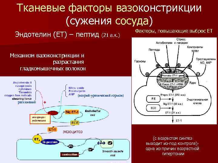 Тканевые факторы вазоконстрикции (сужения сосуда) Эндотелин (ET) – пептид (21 а. к. ) Факторы,