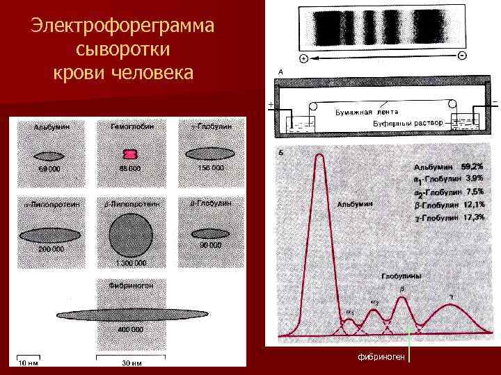 Электрофореграмма сыворотки крови человека фибриноген 