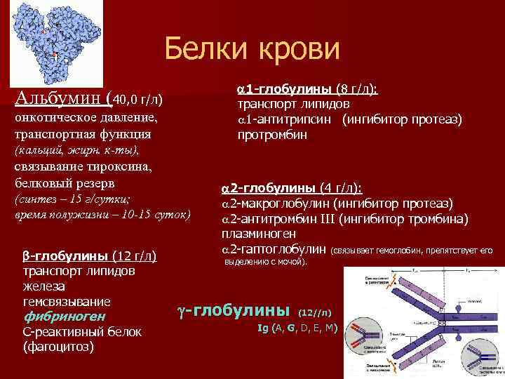 Белки крови 1 -глобулины (8 г/л): транспорт липидов 1 -антитрипсин (ингибитор протеаз) протромбин Альбумин