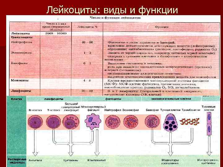 Лейкоциты: виды и функции 