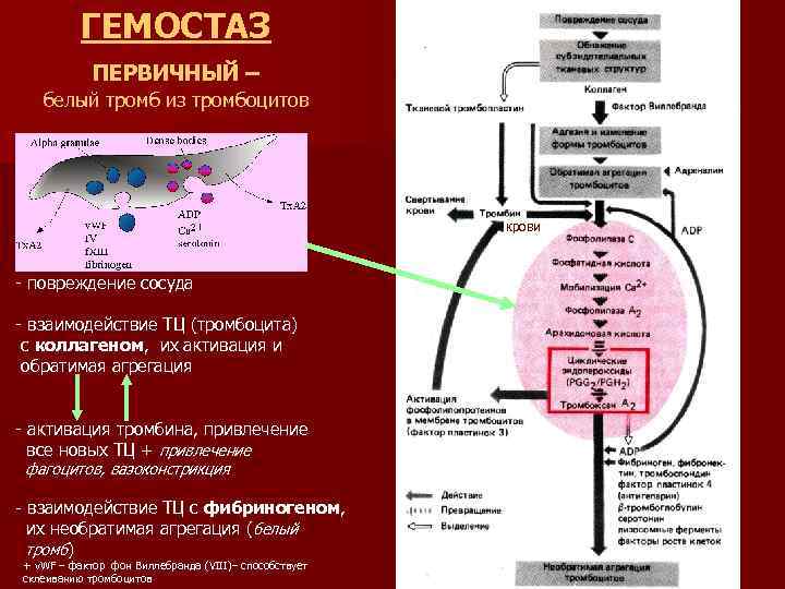 ГЕМОСТАЗ ПЕРВИЧНЫЙ – белый тромб из тромбоцитов крови - повреждение сосуда - взаимодействие ТЦ