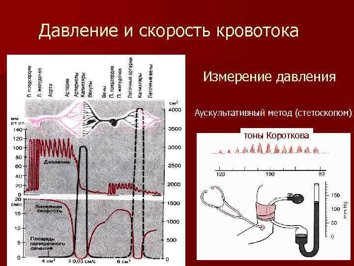 Давление и скорость кровотока Измерение давления Аускультативный метод (стетоскопом) тоны Короткова 