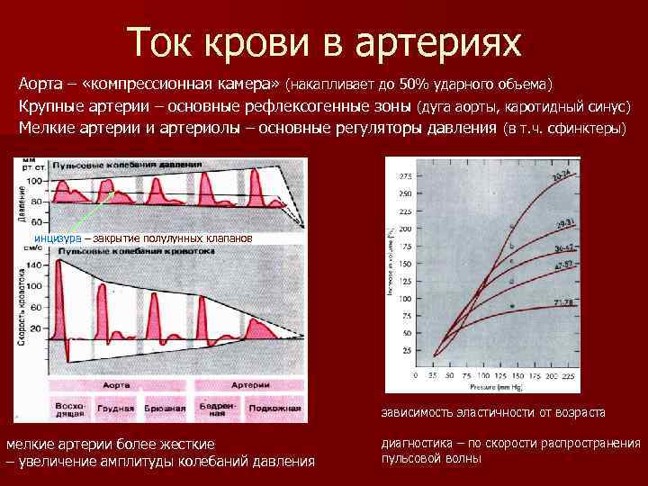 Ток крови в артериях Аорта – «компрессионная камера» (накапливает до 50% ударного объема) Крупные