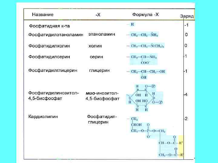 Глицерофосфолипиды 