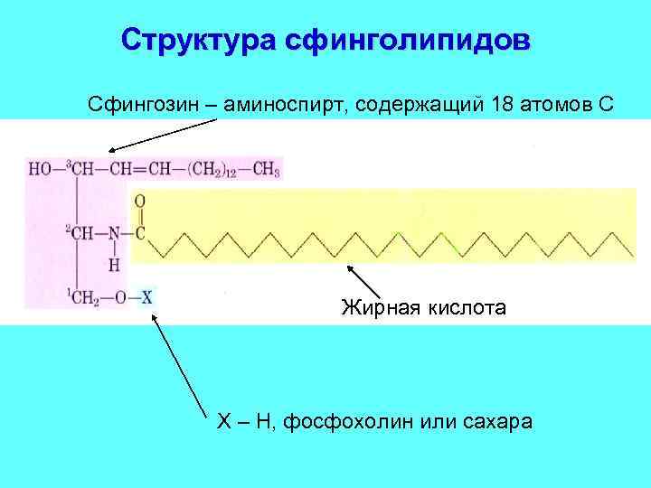 Структура сфинголипидов Сфингозин – аминоспирт, содержащий 18 атомов С Жирная кислота Х – Н,