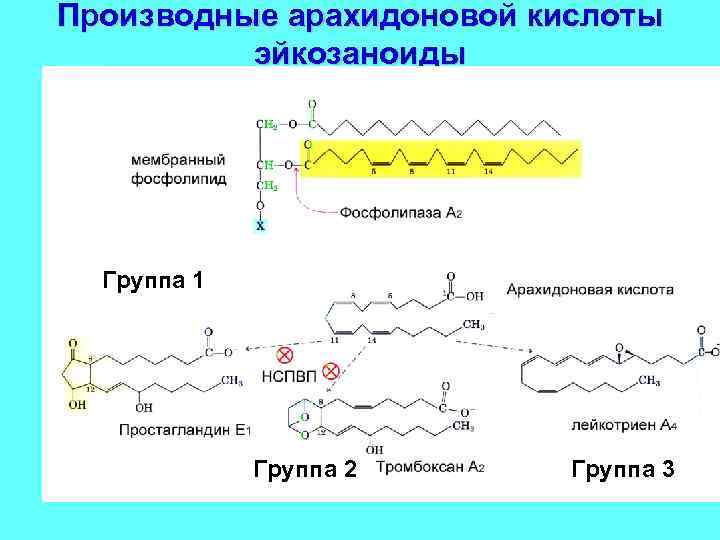 Производные арахидоновой кислоты эйкозаноиды Группа 1 Группа 2 Группа 3 