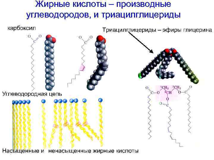 Жирные кислоты – производные углеводородов, и триацилглицериды 