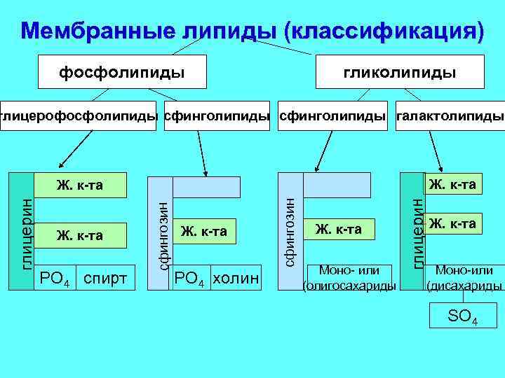 Мембранные липиды (классификация) фосфолипиды гликолипиды глицерофосфолипиды сфинголипиды галактолипиды Ж. к-та РО 4 холин Ж.