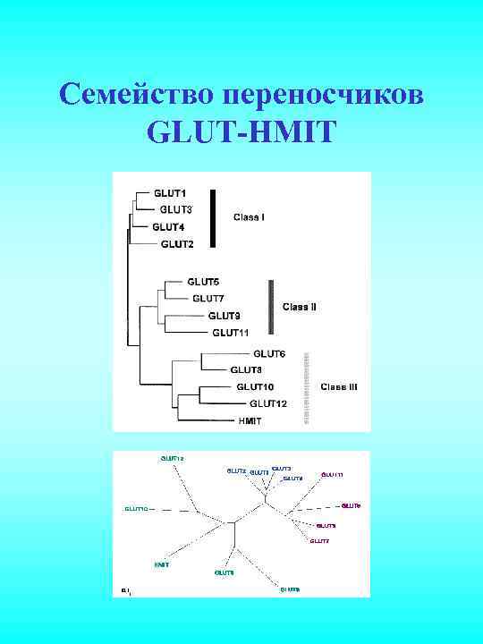 Семейство переносчиков GLUT-HMIT 