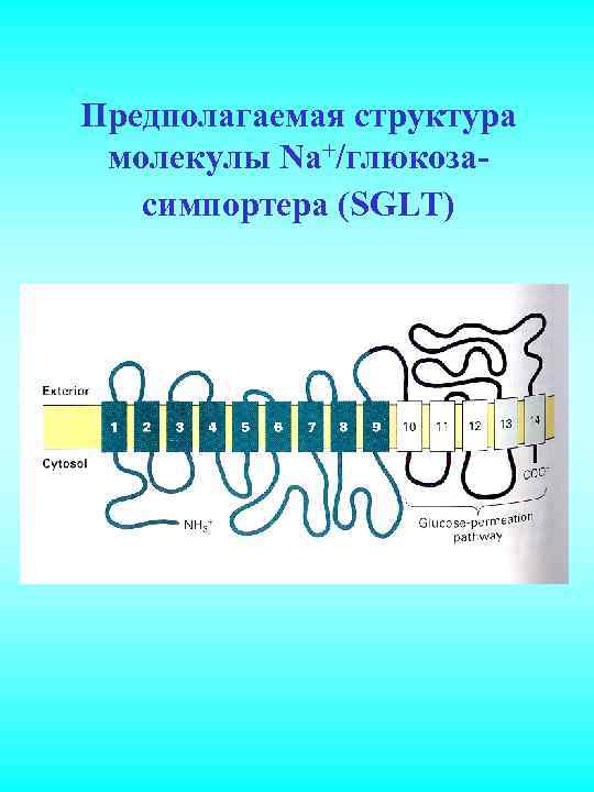 Предполагаемая структура молекулы Na+/глюкозасимпортера (SGLT) 
