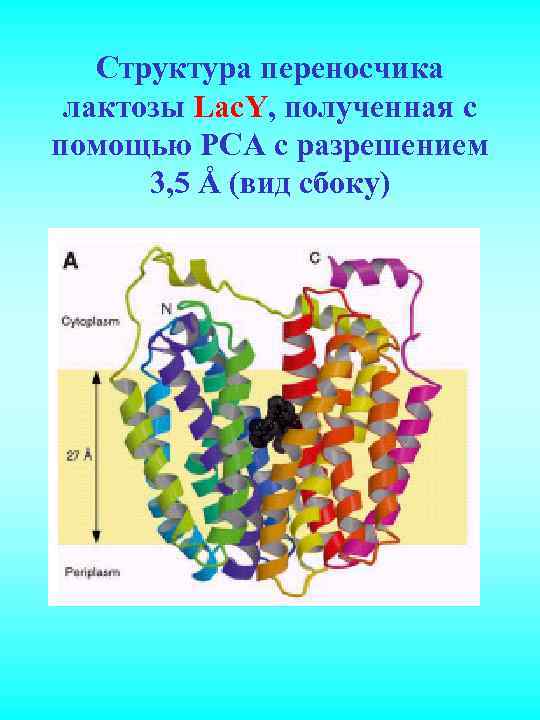 Структура переносчика лактозы Lac. Y, полученная с помощью РСА с разрешением 3, 5 Å