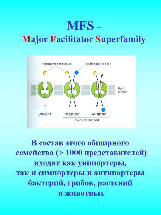 MFS – Major Facilitator Superfamily В состав этого обширного семейства (> 1000 представителей) входят