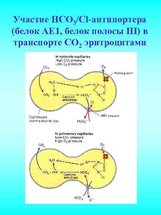Участие НСО 3/Сl-антипортера (белок АЕ 1, белок полосы III) в транспорте СО 2 эритроцитами