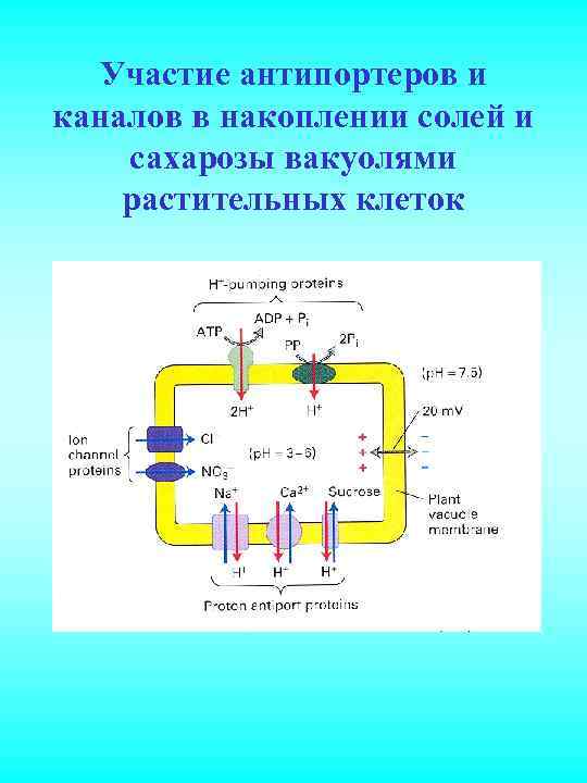 Участие антипортеров и каналов в накоплении солей и сахарозы вакуолями растительных клеток 