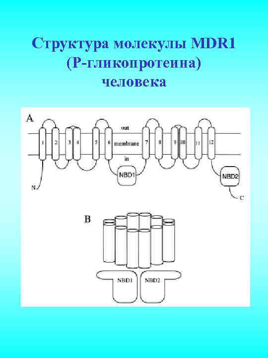 Структура молекулы MDR 1 (P-гликопротеина) человека 
