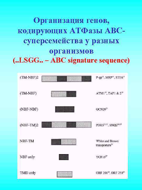 Организация генов, кодирующих АТФазы АВСсуперсемейства у разных организмов (. . LSGG. . – ABC