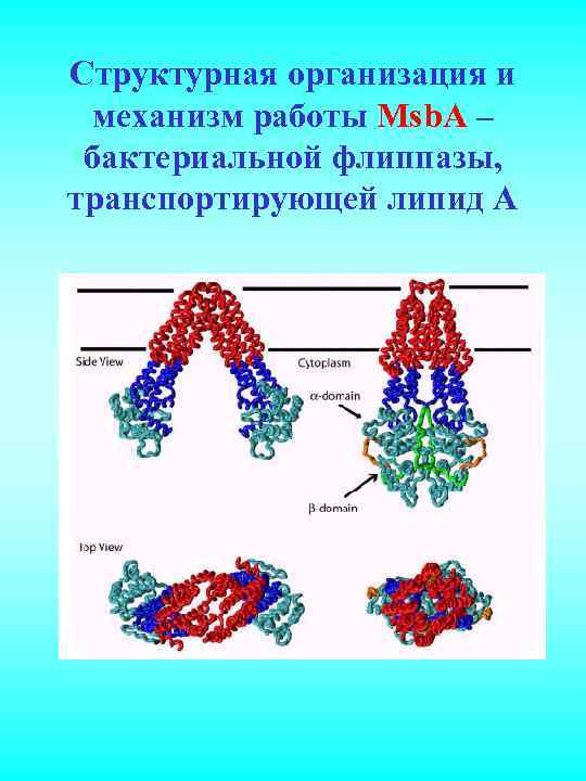 Структурная организация и механизм работы Msb. A – бактериальной флиппазы, транспортирующей липид А 