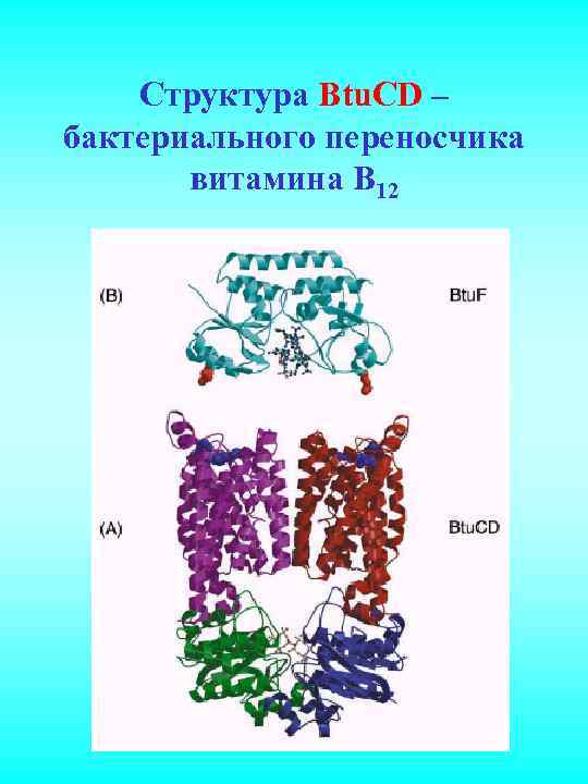 Структура Btu. CD – бактериального переносчика витамина В 12 