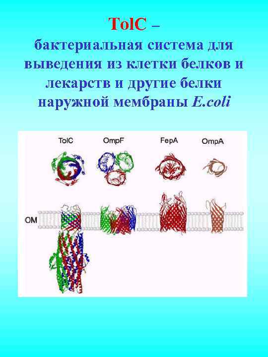 Tol. C – бактериальная система для выведения из клетки белков и лекарств и другие