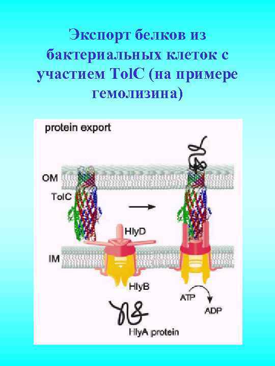 Экспорт белков из бактериальных клеток с участием Tol. C (на примере гемолизина) 