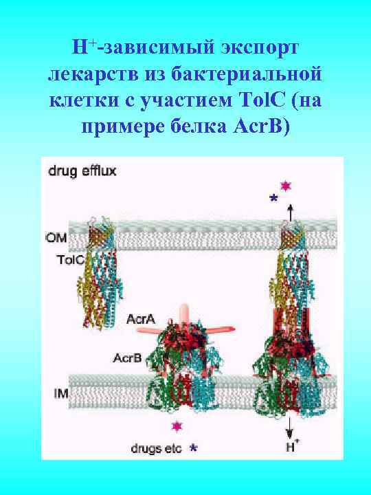 Н+-зависимый экспорт лекарств из бактериальной клетки с участием Tol. C (на примере белка Acr.