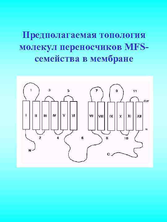 Предполагаемая топология молекул переносчиков MFSсемейства в мембране 