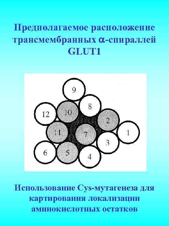 Предполагаемое расположение трансмембранных -спираллей GLUT 1 Использование Cys-мутагенеза для картирования локализации аминокислотных остатков 