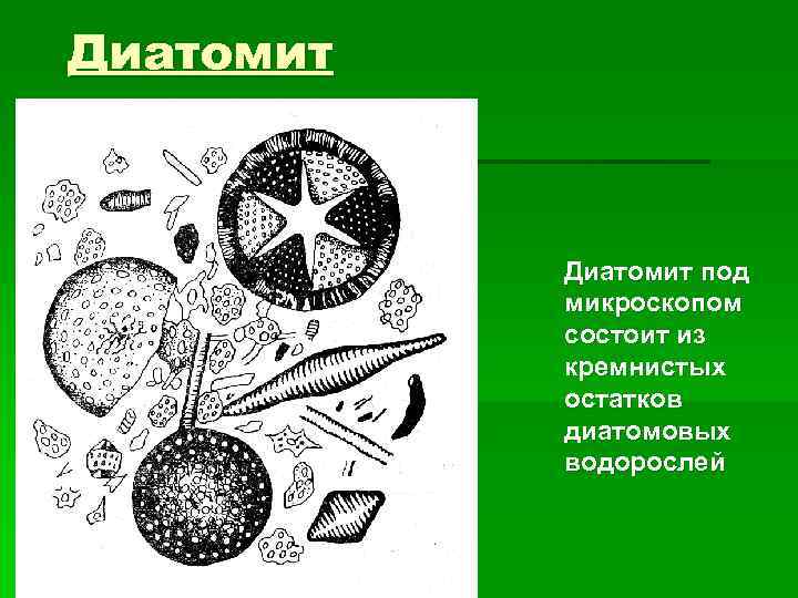 Диатомит под микроскопом состоит из кремнистых остатков диатомовых водорослей 