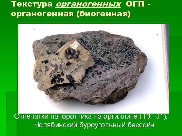 Текстура органогенных ОГП органогенная (биогенная) Отпечатки папоротника на аргиллите (T 3 –J 1), Челябинский