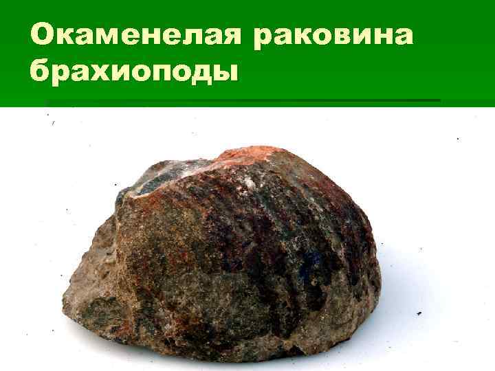 Окаменелая раковина брахиоподы 