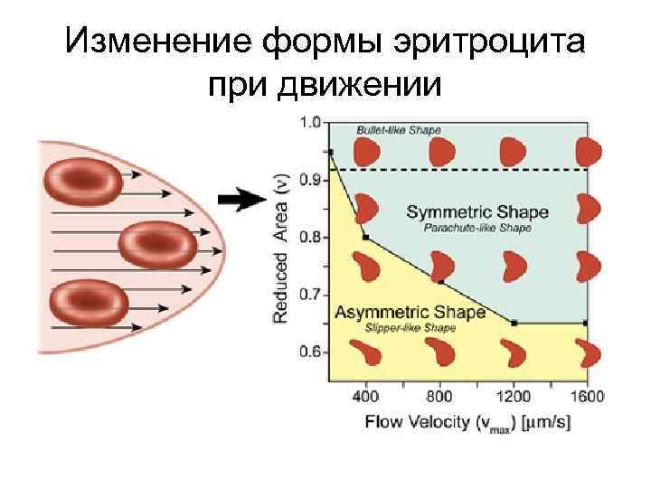 Изменение формы эритроцита при движении 
