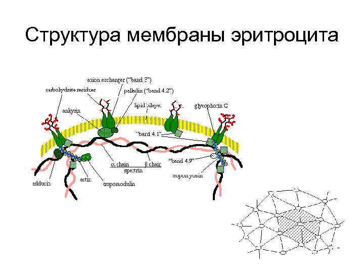 Структура мембраны эритроцита 