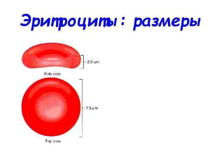 Размер эритроцита