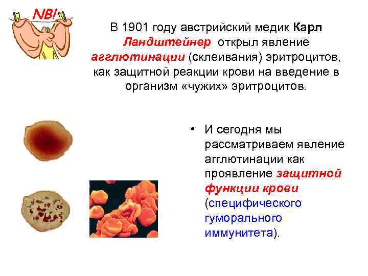 В 1901 году австрийский медик Карл Ландштейнер открыл явление агглютинации (склеивания) эритроцитов, как защитной