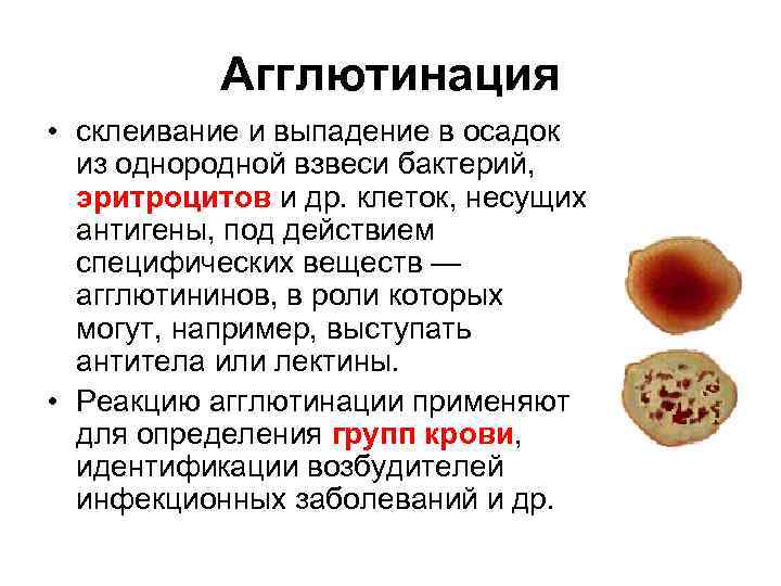 Агглютинация • склеивание и выпадение в осадок из однородной взвеси бактерий, эритроцитов и др.