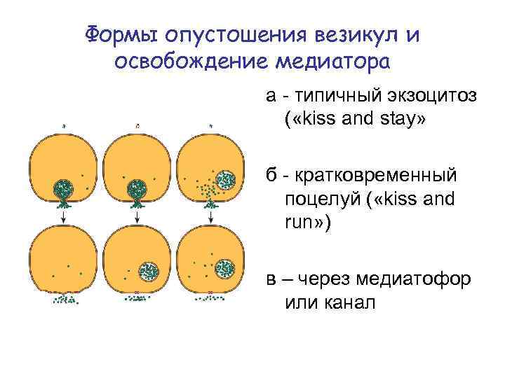 Формы опустошения везикул и освобождение медиатора а - типичный экзоцитоз ( «kiss and stay»