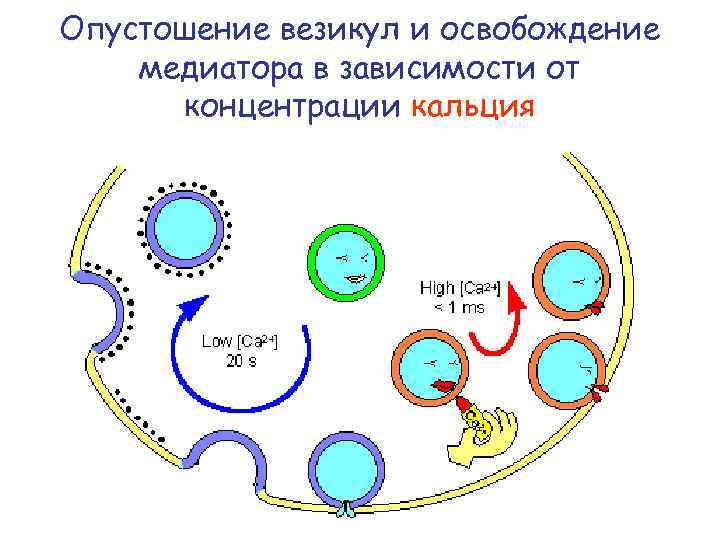 Опустошение везикул и освобождение медиатора в зависимости от концентрации кальция 