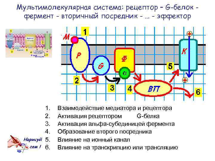 Мультимолекулярная система: рецептор – G-белок фермент - вторичный посредник - … - эффектор 1.