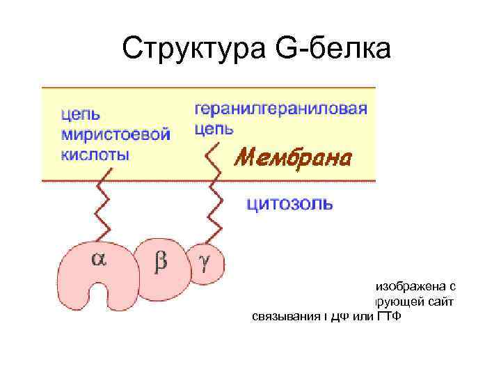 Структура G-белка Альфа-субъединица изображена с полостью, символизирующей сайт связывания ГДФ или ГТФ 
