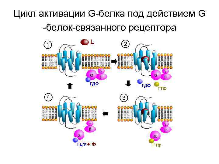 Цикл активации G-белка под действием G -белок-связанного рецептора 