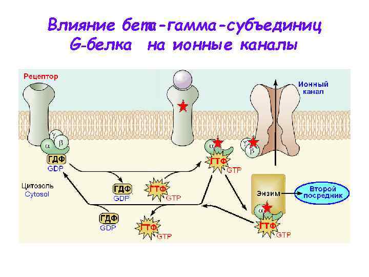 Влияние бета-гамма-субъединиц G‑белка на ионные каналы 