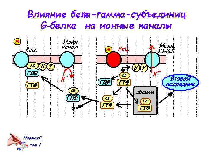 Влияние бета-гамма-субъединиц G‑белка на ионные каналы 
